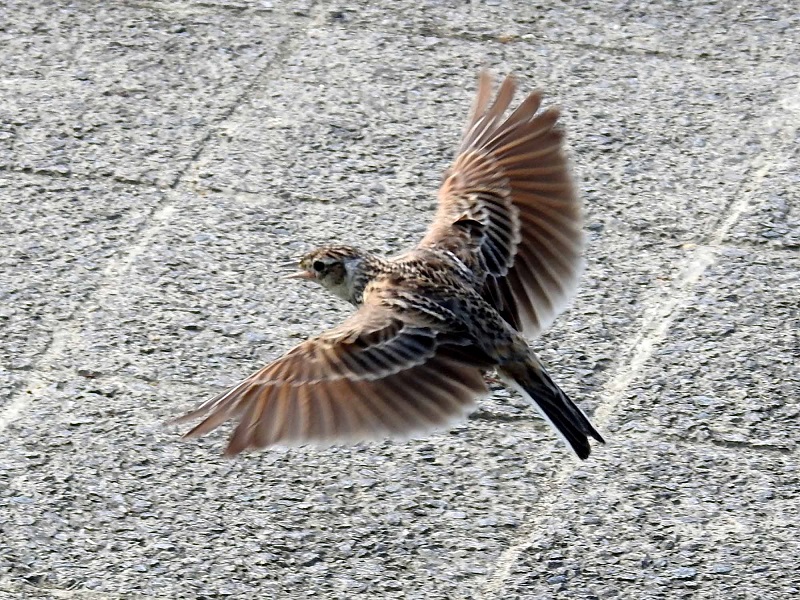  天の川河口付近　枚方市　2017/05/31　Photo by Nagamura　（写真提供：　長村）