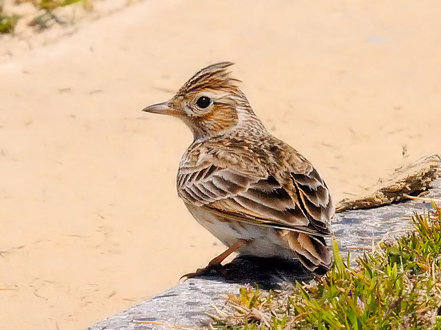 @ qo@@s@͐~@2011/04/05@Photo by Kohyuh