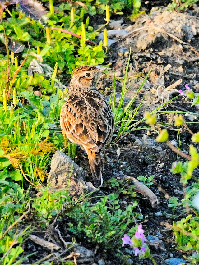 ヒバリ　防賀川　八幡市　2015/11/12　Photo by Kohyuh