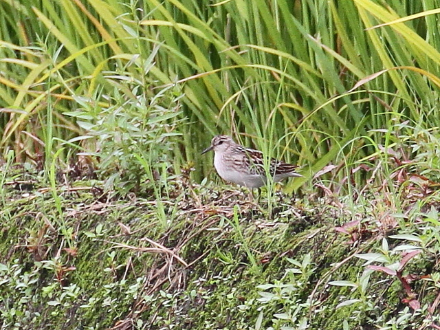 qoVM@@iR-1j@c@s@2014/08/25@Photo by Manda