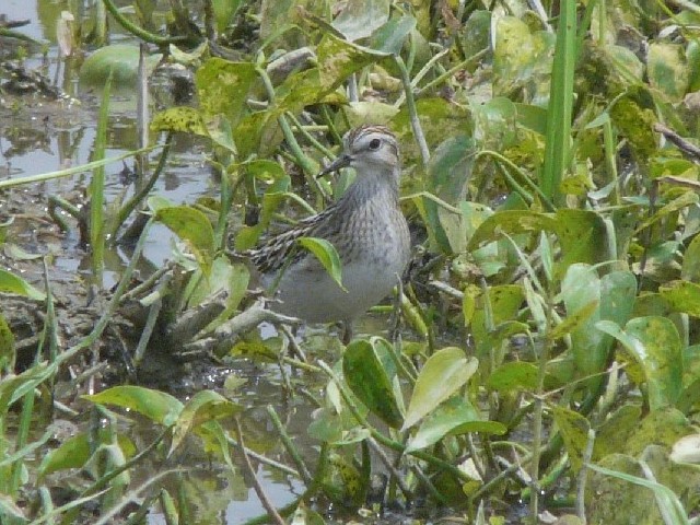 @ qoVM@c@@c@s@2008/08/20@Photo by Takase