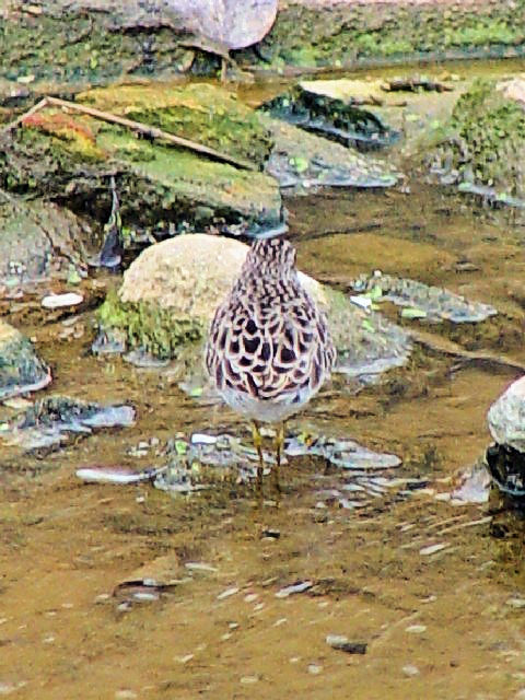 C qoVM@@ @ꌧ@2009/01/23@Photo by Kohyuh