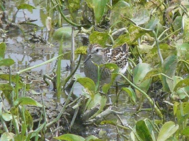 A qoVM@c@@c@s@2008/08/20@Photo by Takase