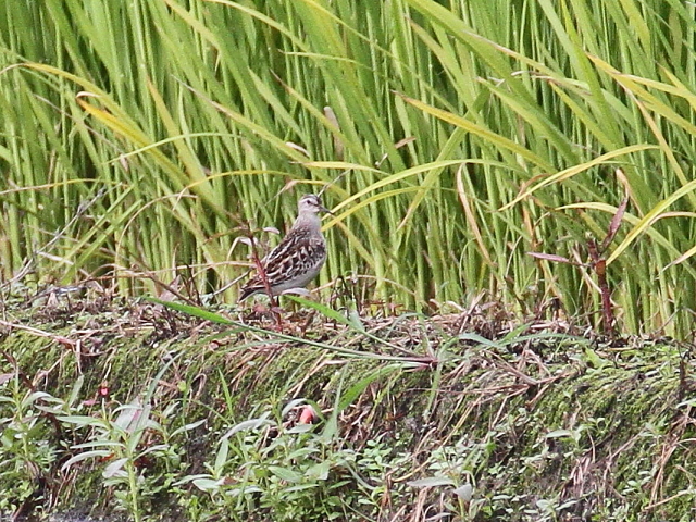 qoVM@@iR-3j@c@s@2014/08/25@Photo by Manda