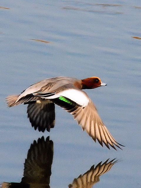 C  qhK @@s@ߌΒn@2010/12/06@Photo by Kohyuh