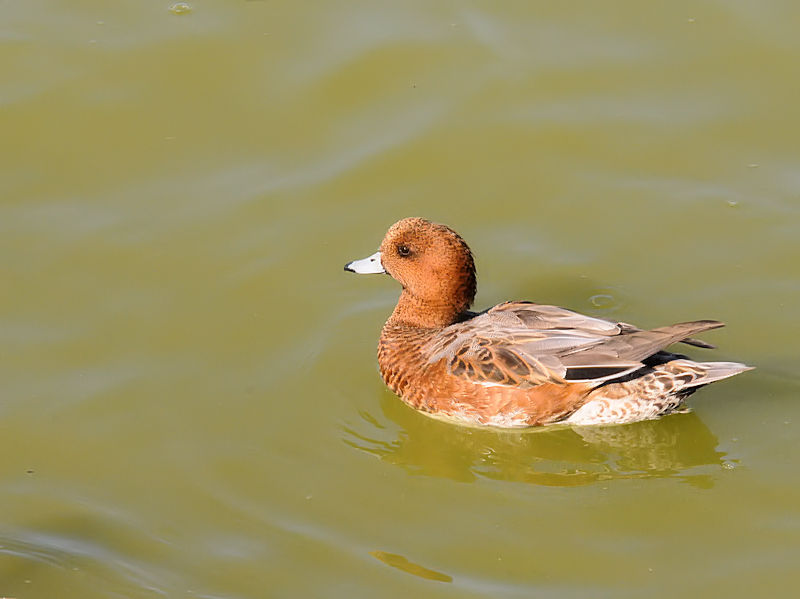 qhKiR-1j@ԔLOߌΒn@s@2018/11/03@Photo by Kohyuh