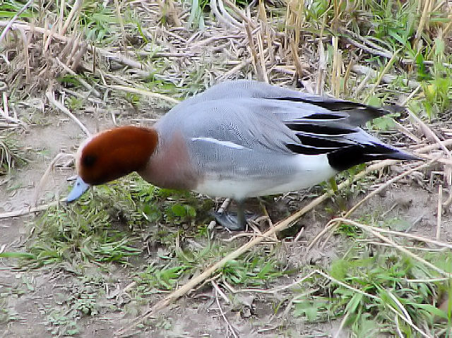 @ qhK @ss@@l勴k@2003/03/19@Photo by Kohyuh