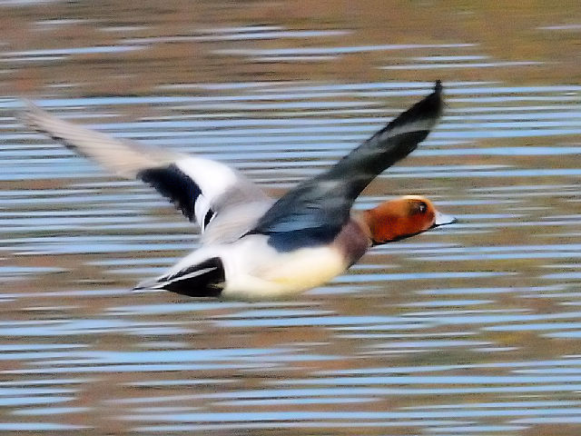 D  qhK @@s@ߌΒn@2010/12/06@Photo by Kohyuh