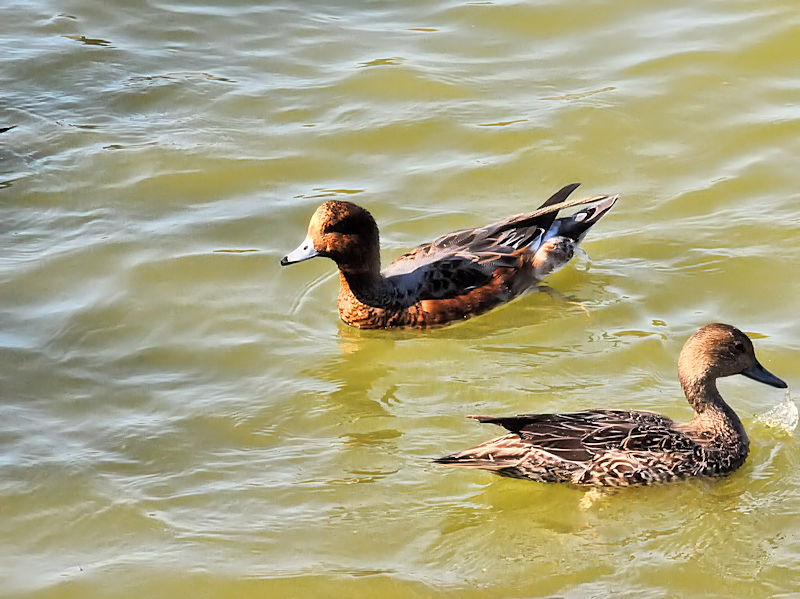 qhKiR-2j@ԔLOߌΒn@s@2018/11/03@Photo by Kohyuh