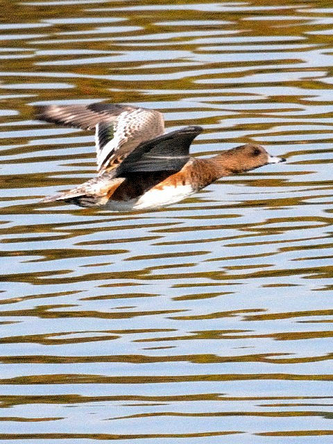 E  qhK @@s@ߌΒn@2010/12/06@Photo by Kohyuh