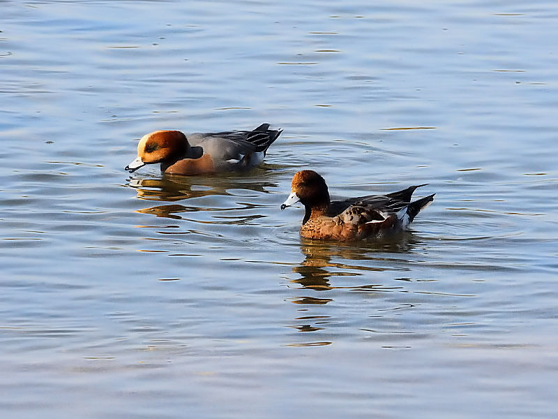 qhK@썶݁@s@2016/12/03@Photo by Kohyuh