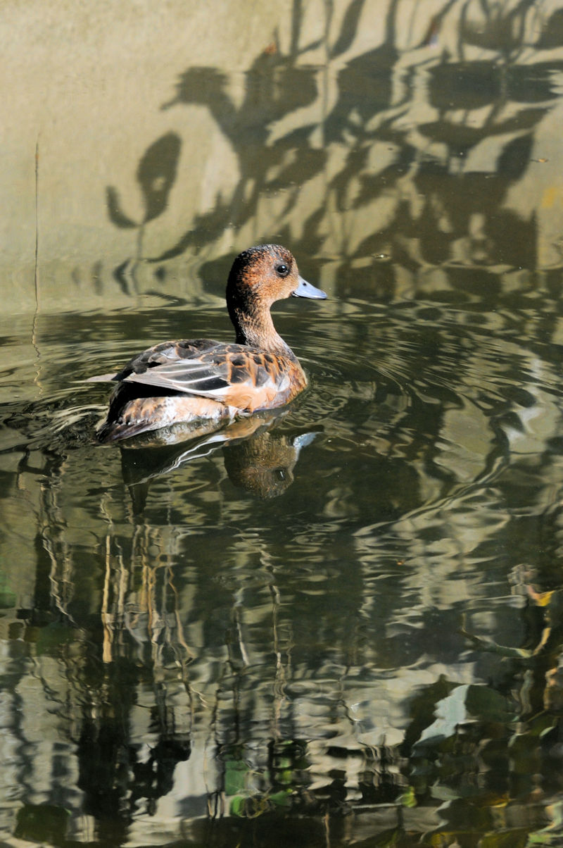 qhK@@J@s@2021/10/05@Photo by Kohyuh