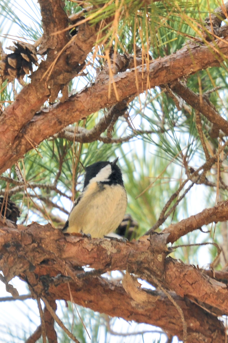 qK @@ǒr@s@2020/12/18@ Photo by Kohyuh