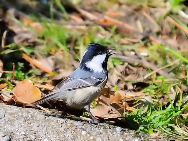 A qK@@痢@cs@2013/01/24@ Photo by Kohyuh