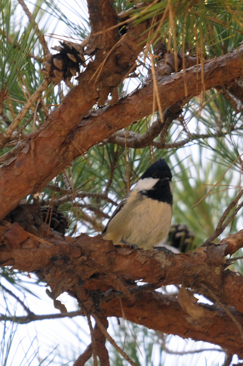 qK @@ǒr@s@2020/12/18@ Photo by Kohyuh