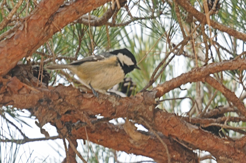 qK @@ǒr@s@2020/12/18@ Photo by Kohyuh