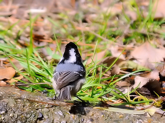 D qK@@痢@cs@2013/01/24@ Photo by Kohyuh