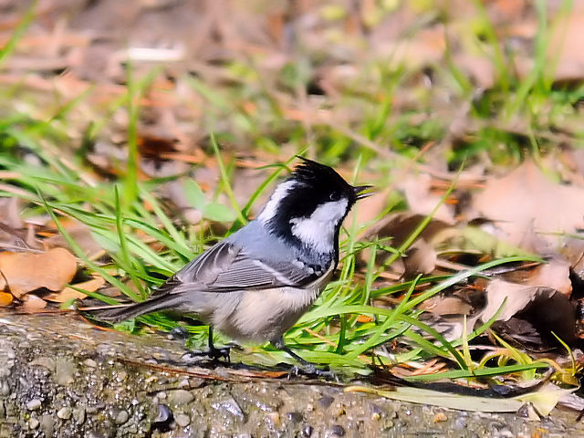 E qK@@痢@cs@2013/01/24@ Photo by Kohyuh