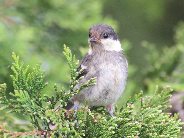 qK@c iS-1j@AЁ@ΒȎR̘[@l@2014/07/25@Photo by Manda