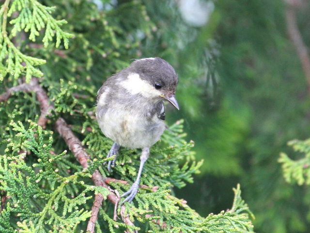 qK@c iS-2j@AЁ@ΒȎR̘[@l@2014/07/25@Photo by Manda