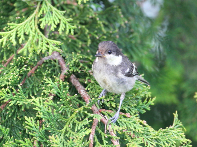 qK@c iS-3j@AЁ@ΒȎR̘[@l@2014/07/25@Photo by Manda