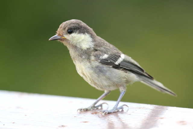 qK@c iS-4j@AЁ@ΒȎR̘[@l@2014/07/25@Photo by Manda