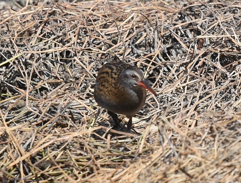 クイナ（４態-1）　山田池　枚方市　2018/02/18　Photo by Hyashi　（写真提供：　林）
