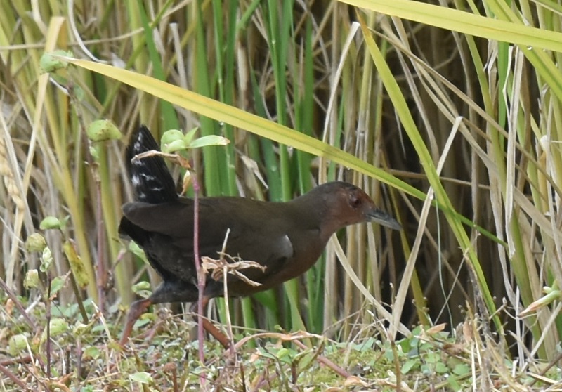 qNCi iR-1j@s  2016/10/13@Photo by Hayashi
