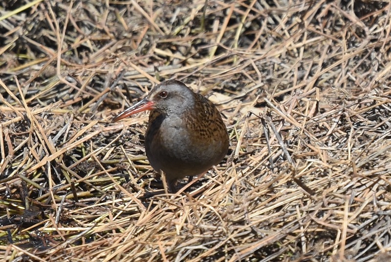 クイナ（４態-2）　山田池　枚方市　2018/02/18　Photo by Hyashi　（写真提供：　林）
