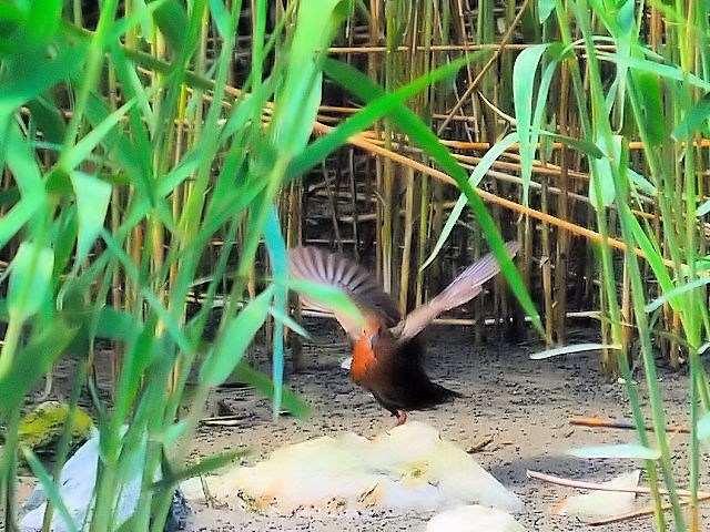 ② ヒクイナ　成鳥　淀川左岸　大阪市　2011/05/13　Photo by Kohyuh