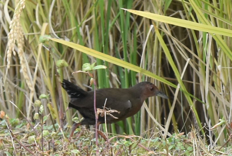 qNCi iR-2j@s  2016/10/13@Photo by Hayashi