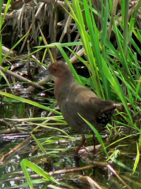 B sqNCit@s@J@2005/04/23@Photo by Takase@iʐ^񋟁F@j