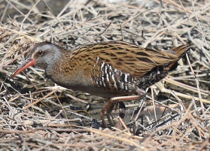 クイナ（４態-3）　山田池　枚方市　2018/02/18　Photo by Hyashi　（写真提供：　林）