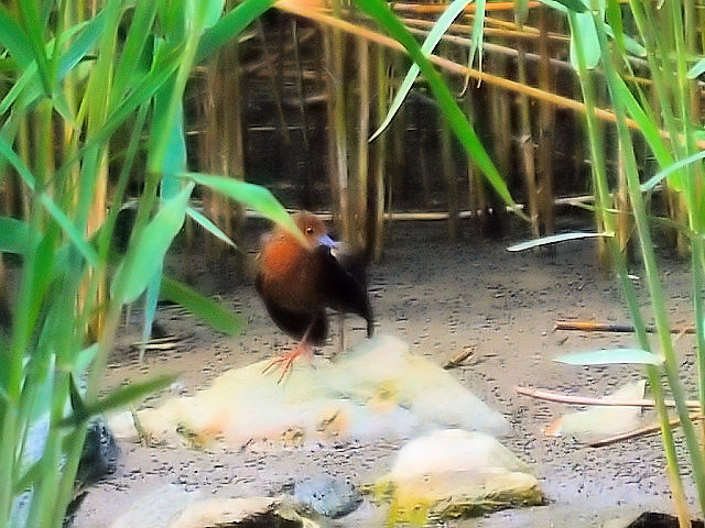 ③ ヒクイナ　成鳥　淀川左岸　大阪市　2011/05/13　Photo by Kohyuh