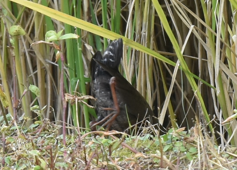 qNCi iR-3j@s  2016/10/13@Photo by Hayashi