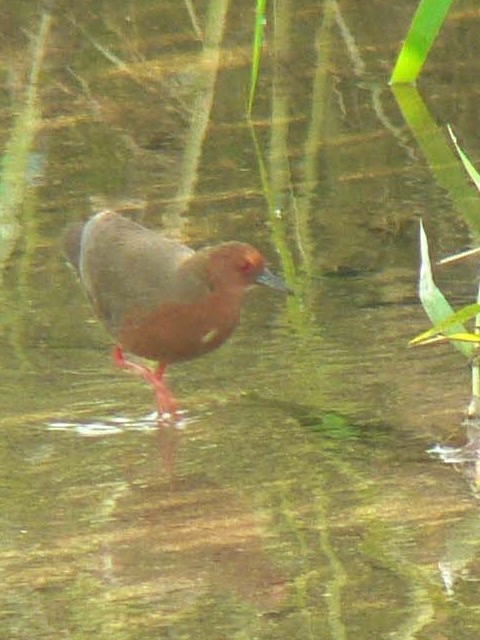 C sqNCit@s@J@2007/05/27@Photo by Takase@@iʐ^񋟁F@j