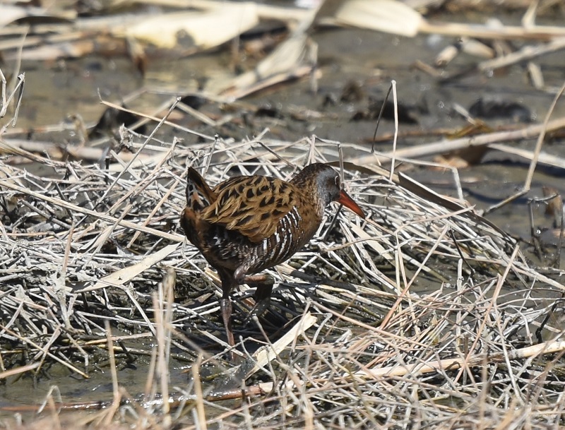 クイナ（４態-4）　山田池　枚方市　2018/02/18　Photo by Hyashi　（写真提供：　林）