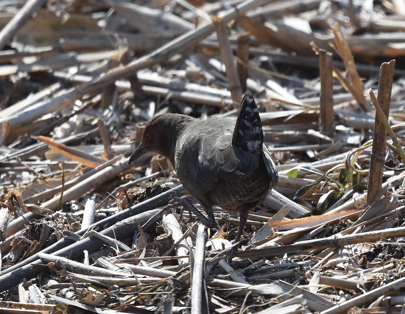ヒクイナ（４態-1）　山田池　枚方市　2018/02/18　Photo by Hyashi　（写真提供：　林）