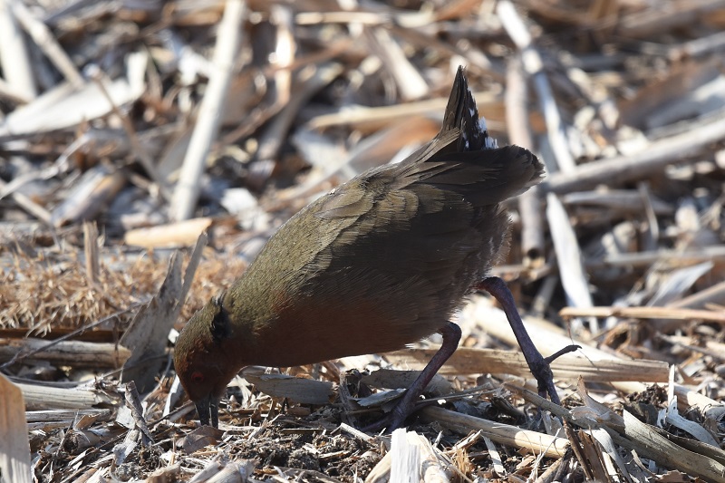ヒクイナ（４態-3）　山田池　枚方市　2018/02/18　Photo by Hyashi　（写真提供：　林）