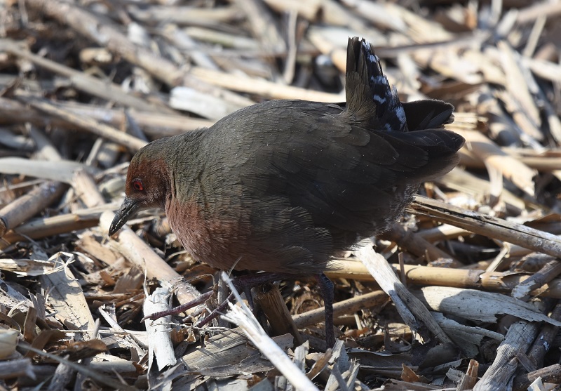 ヒクイナ（４態-4）　山田池　枚方市　2018/02/18　Photo by Hyashi　（写真提供：　林）