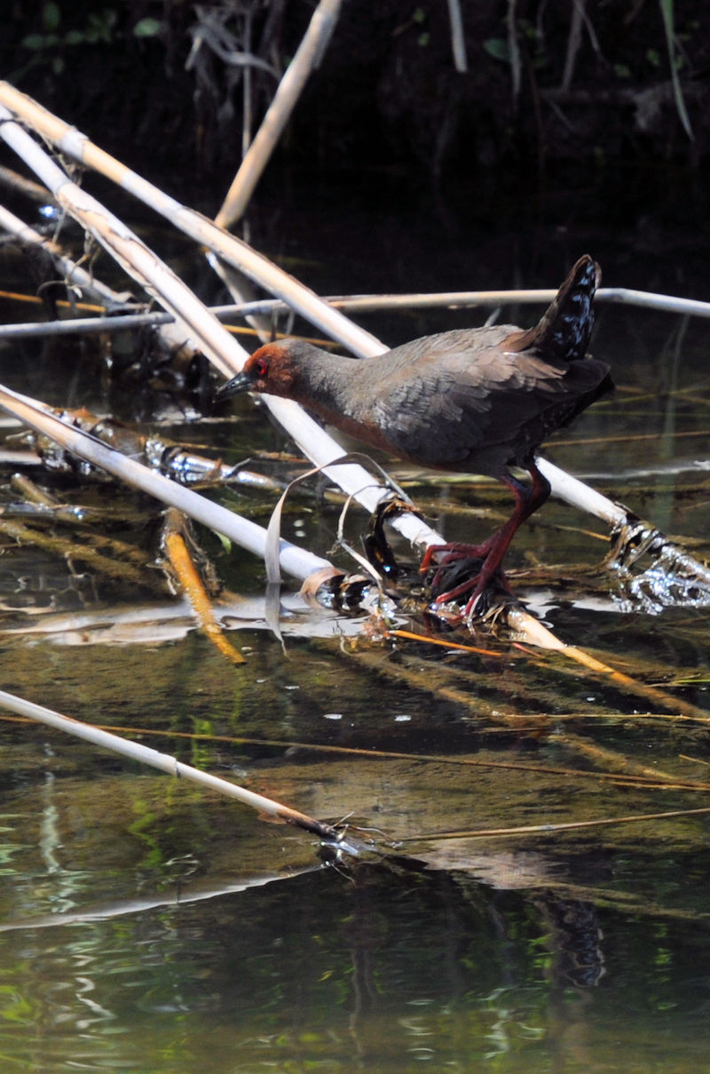 qNCi @J@s@2021/04/15@Photo by Kohyuh