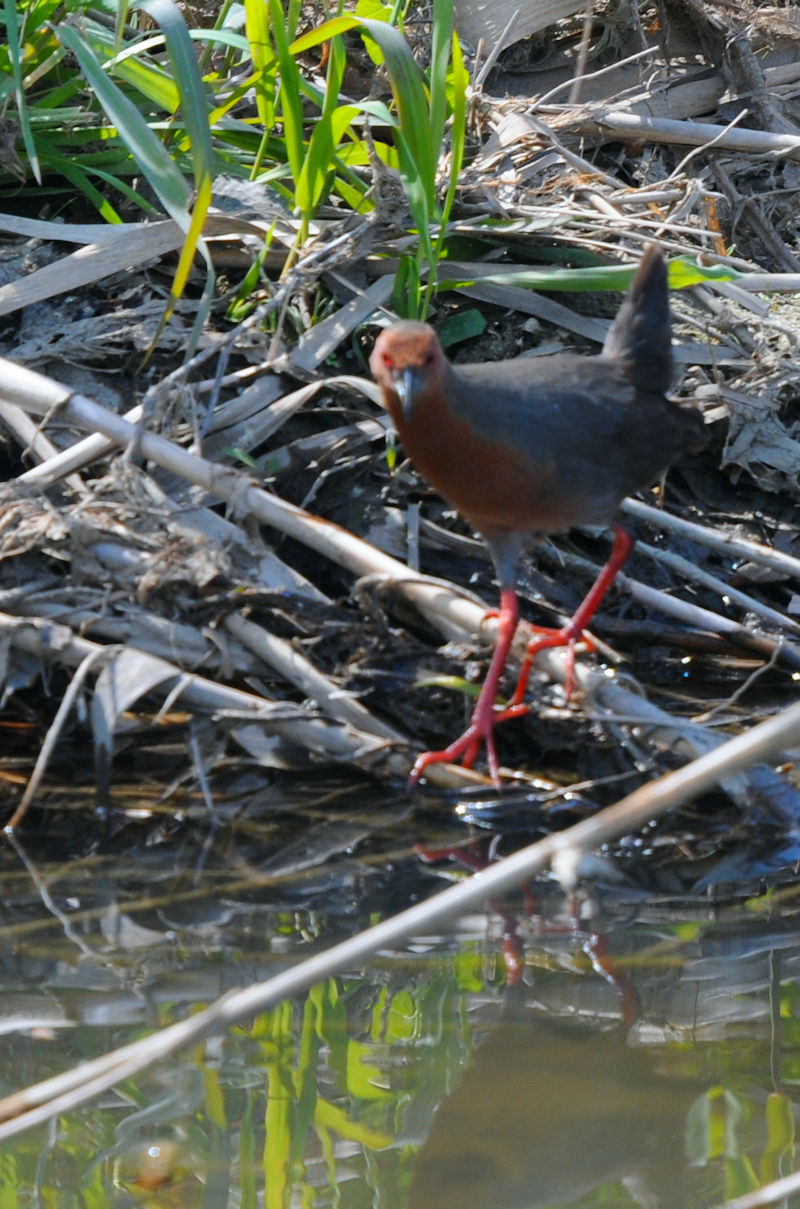 qNCi @J@s@2021/04/15@Photo by Kohyuh