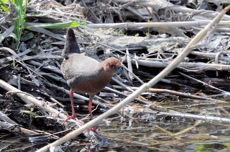 qNCi @J@s@2021/04/15@Photo by Kohyuh