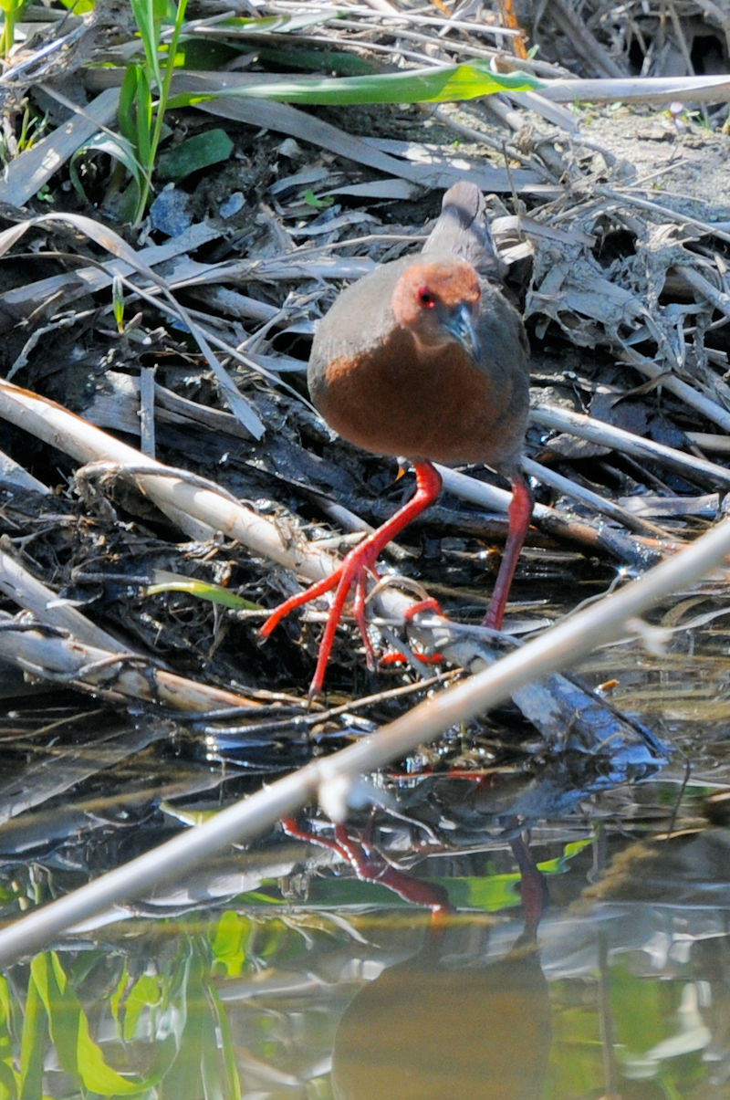 qNCi @J@s@2021/04/15@Photo by Kohyuh