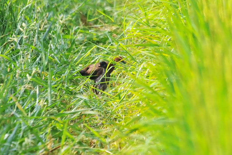 Photo_20150904@sqNCit@s@@2015/09/04@Photo by Takase@iʐ^񋟁F@j