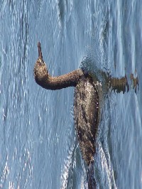 《ヒメウ》　写真はクリックで拡大する