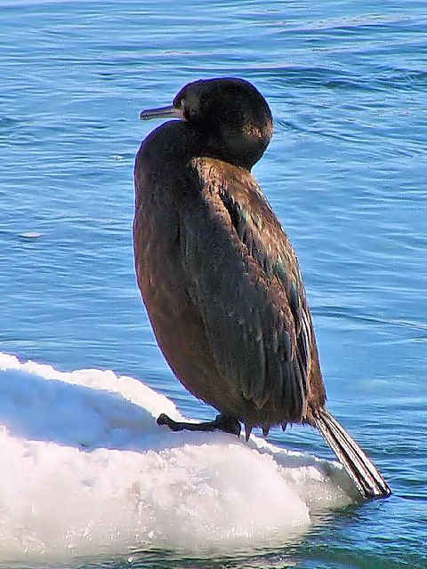 A qE@@΁@ԑ@ 2008/02/06@Photo by Kohyuh