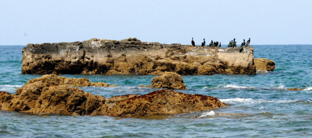 ヒメウがいた岩礁　2011/04/12 Photo by Kohyuh