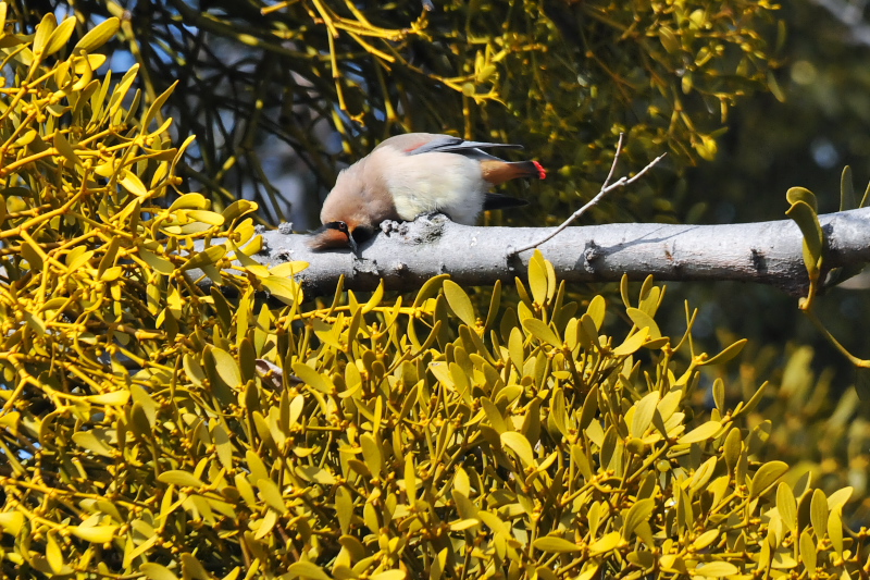 ヒレンジャク （８態-2）　中書島　伏見区　京都市　2015/02/04　Photo by Takase