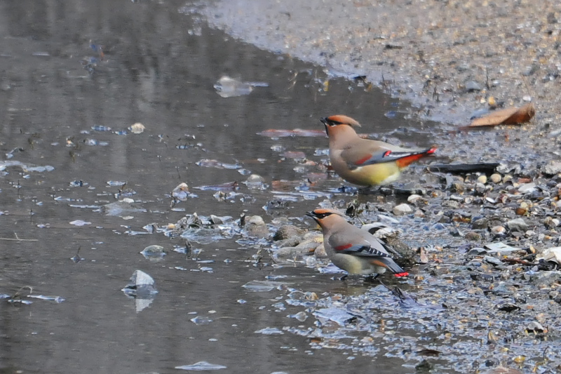 ヒレンジャク （８態-4）　中書島　伏見区　京都市　2015/02/04　Photo by Takase